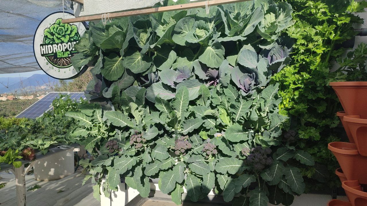 Cultivo hidroponico vibrante con nutrientes para cultivos hidroponicos KIT A B C en un entorno de crecimiento saludable